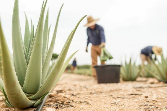 Aloe Vera ALHYDRAN ingredient